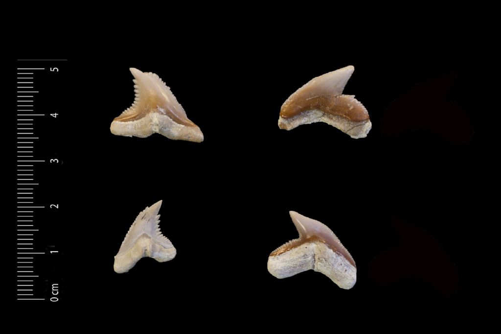 Fossile (denti di squalo, insieme)