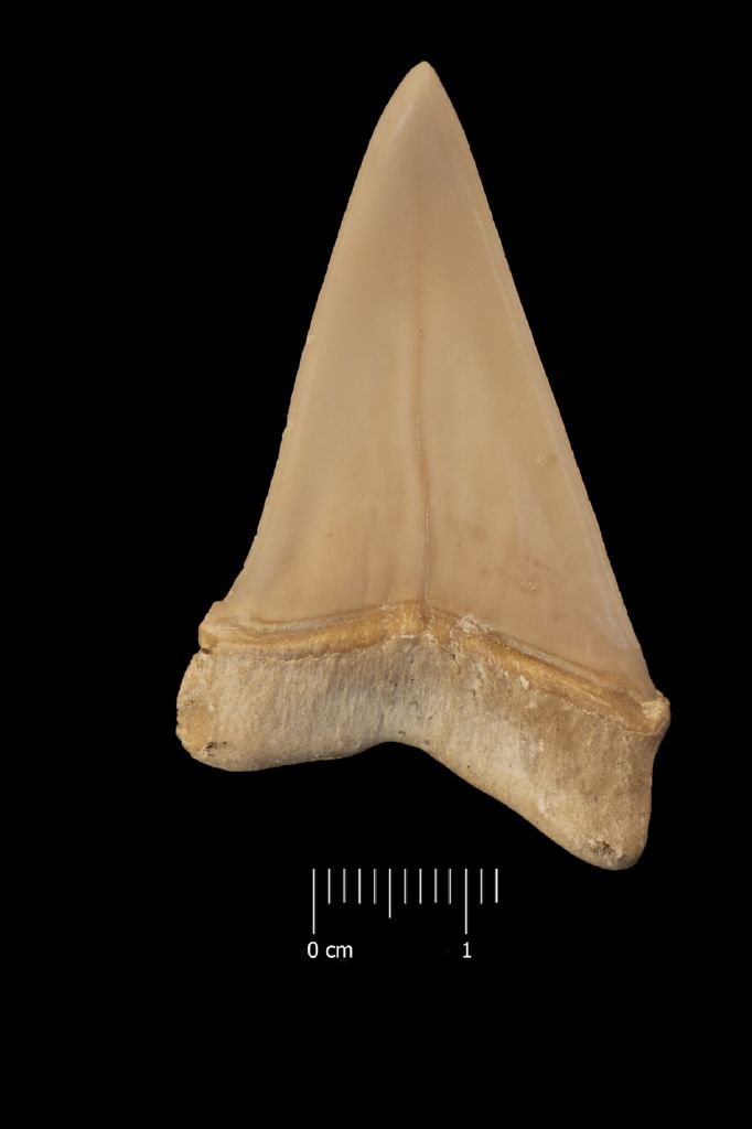 Fossile (dente di squalo, esemplare)