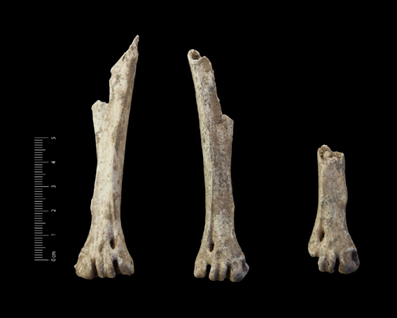 Fossile (metatarsi, serie)