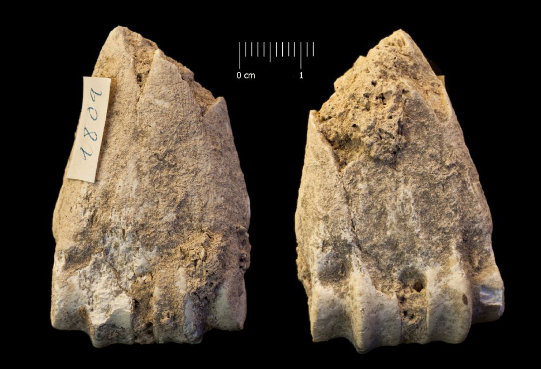 Fossile (frammento distale di metapodiale, esemplare)