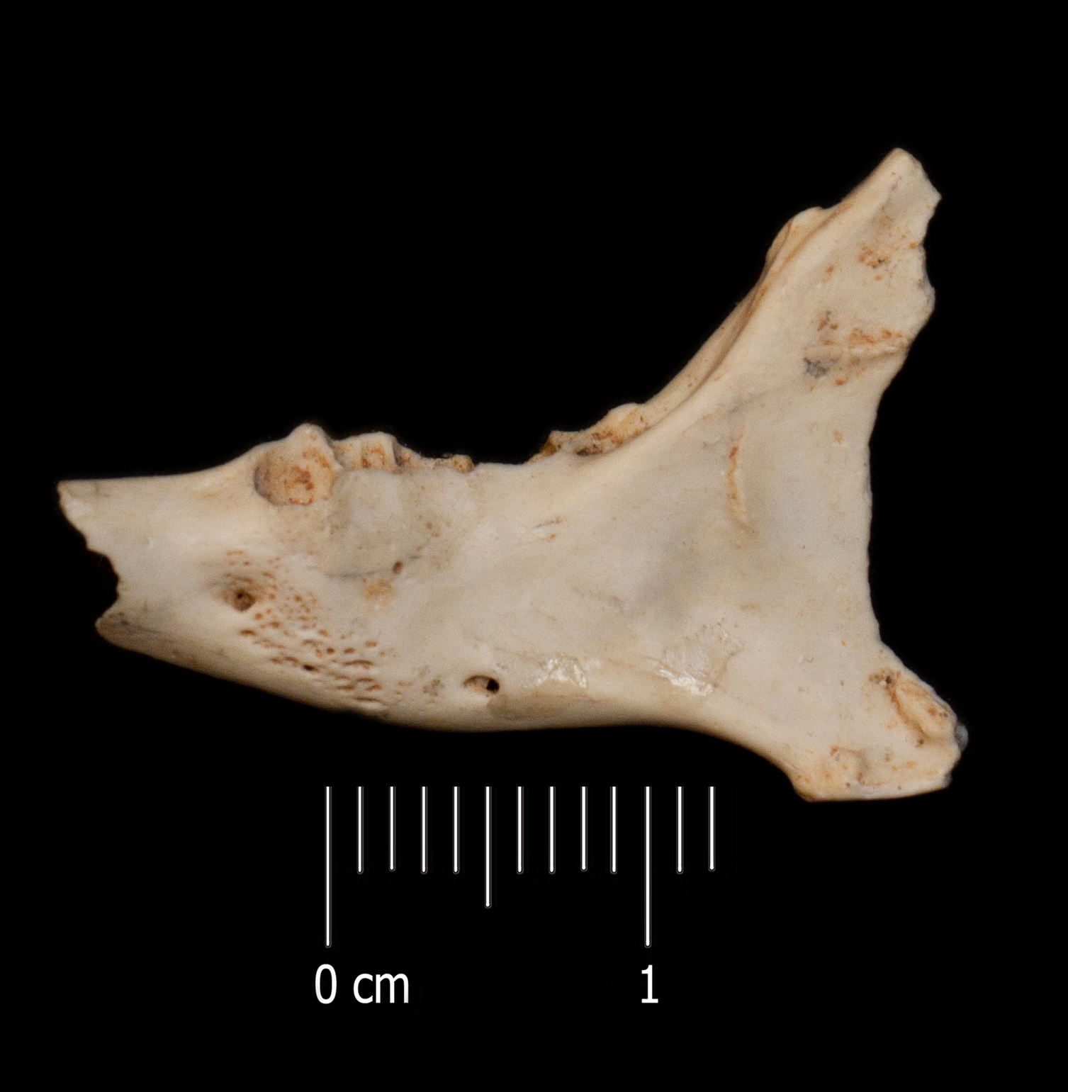 Fossile (mandibola, esemplare)