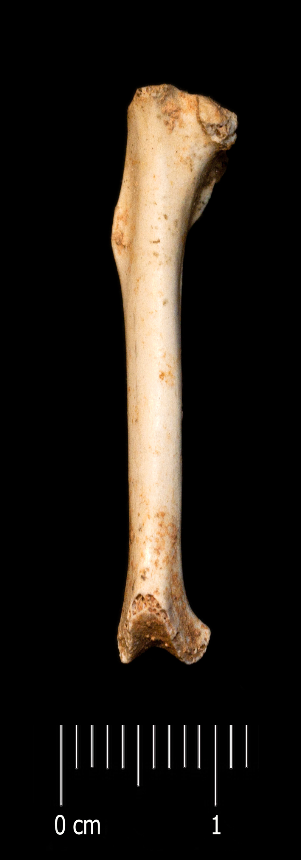 Fossile (femore, esemplare)