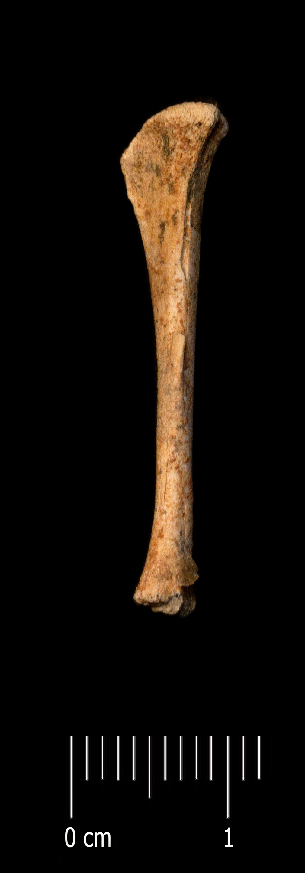 Fossile (tibia, esemplare)