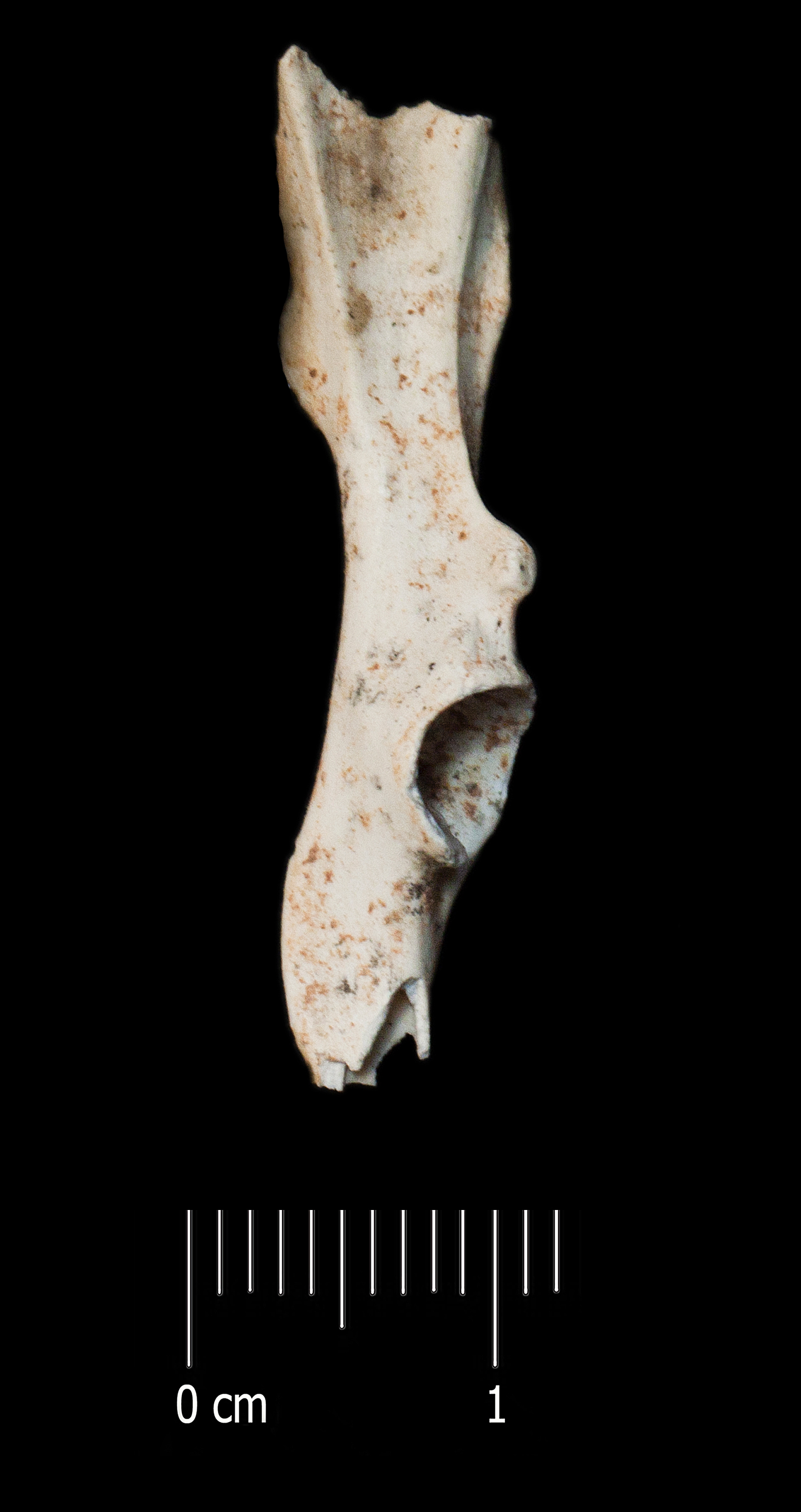 Fossile (bacino, esemplare)