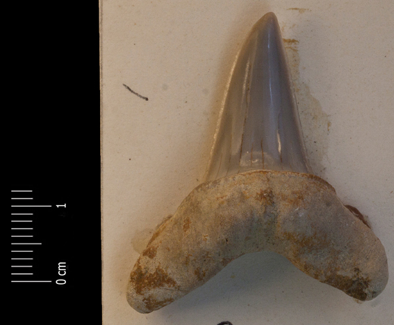 Fossile (dente di squalo, esemplare)