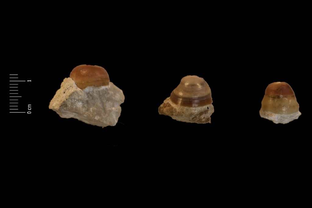 Fossile (denti di orata, serie)