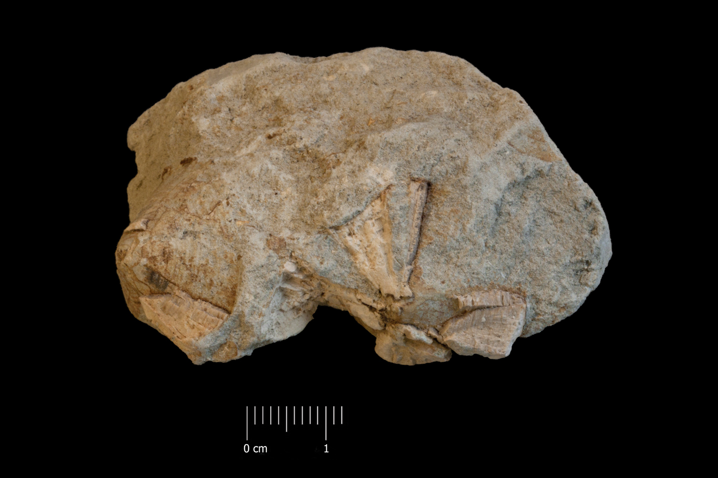 Fossile (frammento di vertebre, associazione fossile)