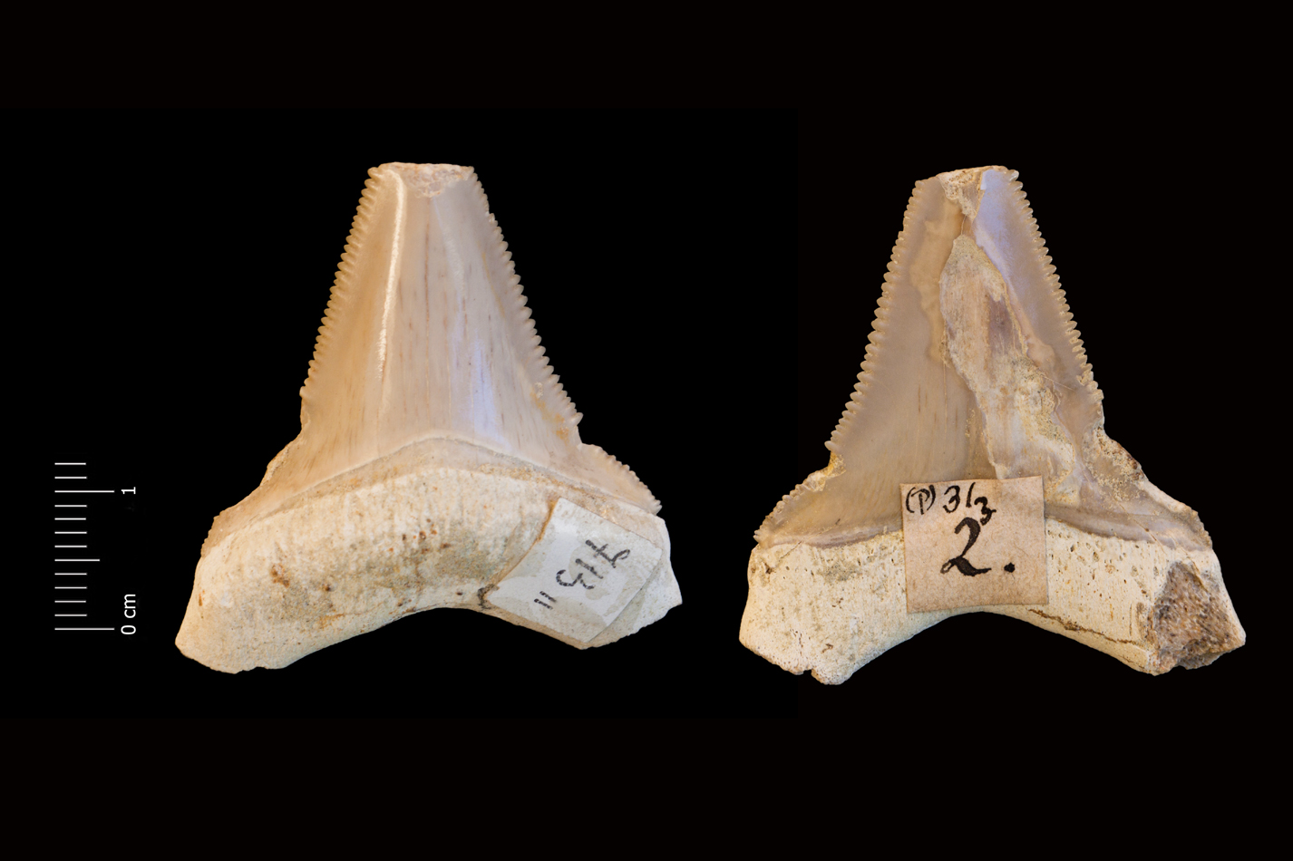 Fossile (dente di squalo, esemplare)