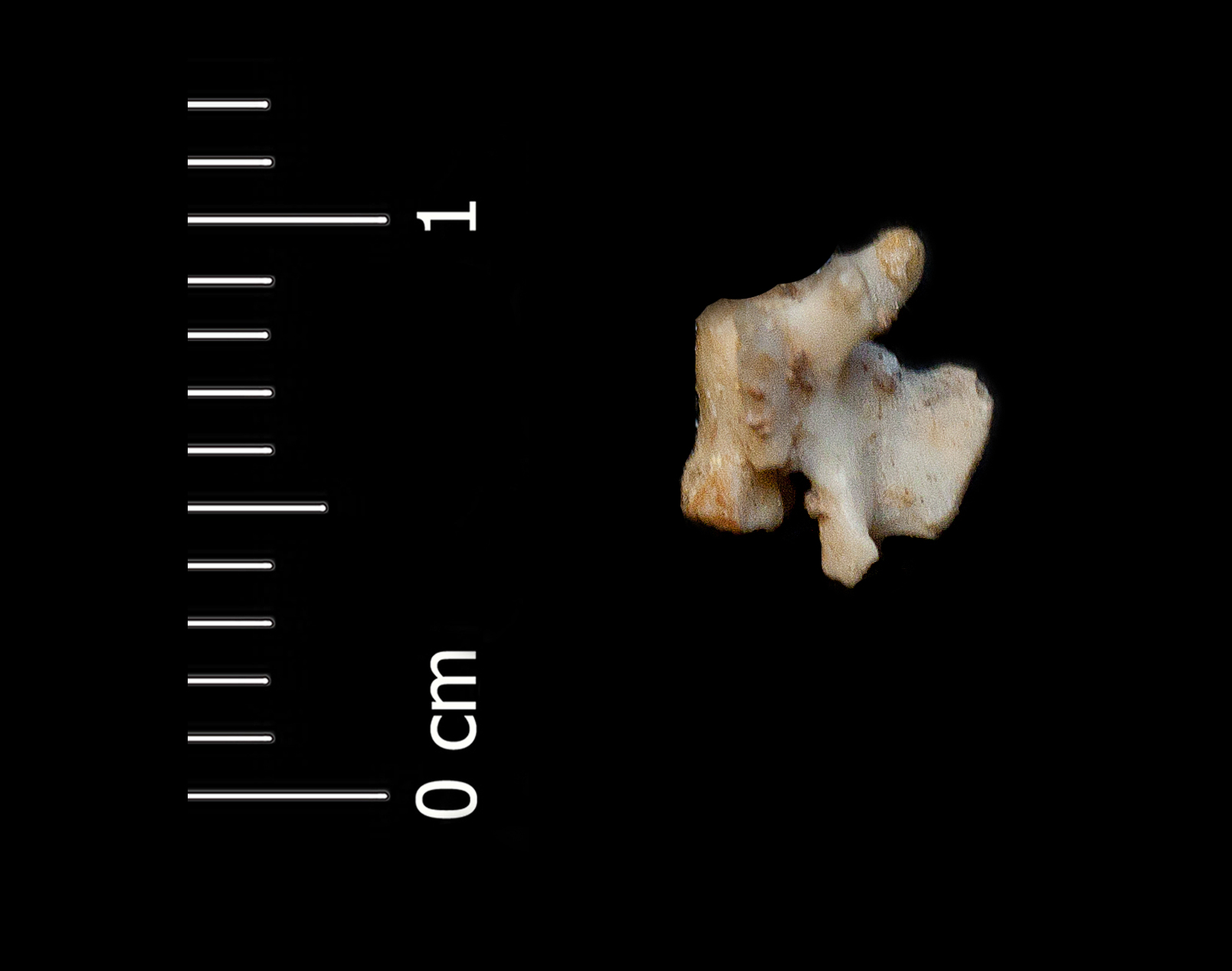 Fossile (vertebra, esemplare)