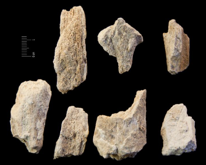 Fossile (frammenti ossei indeterminati, serie)