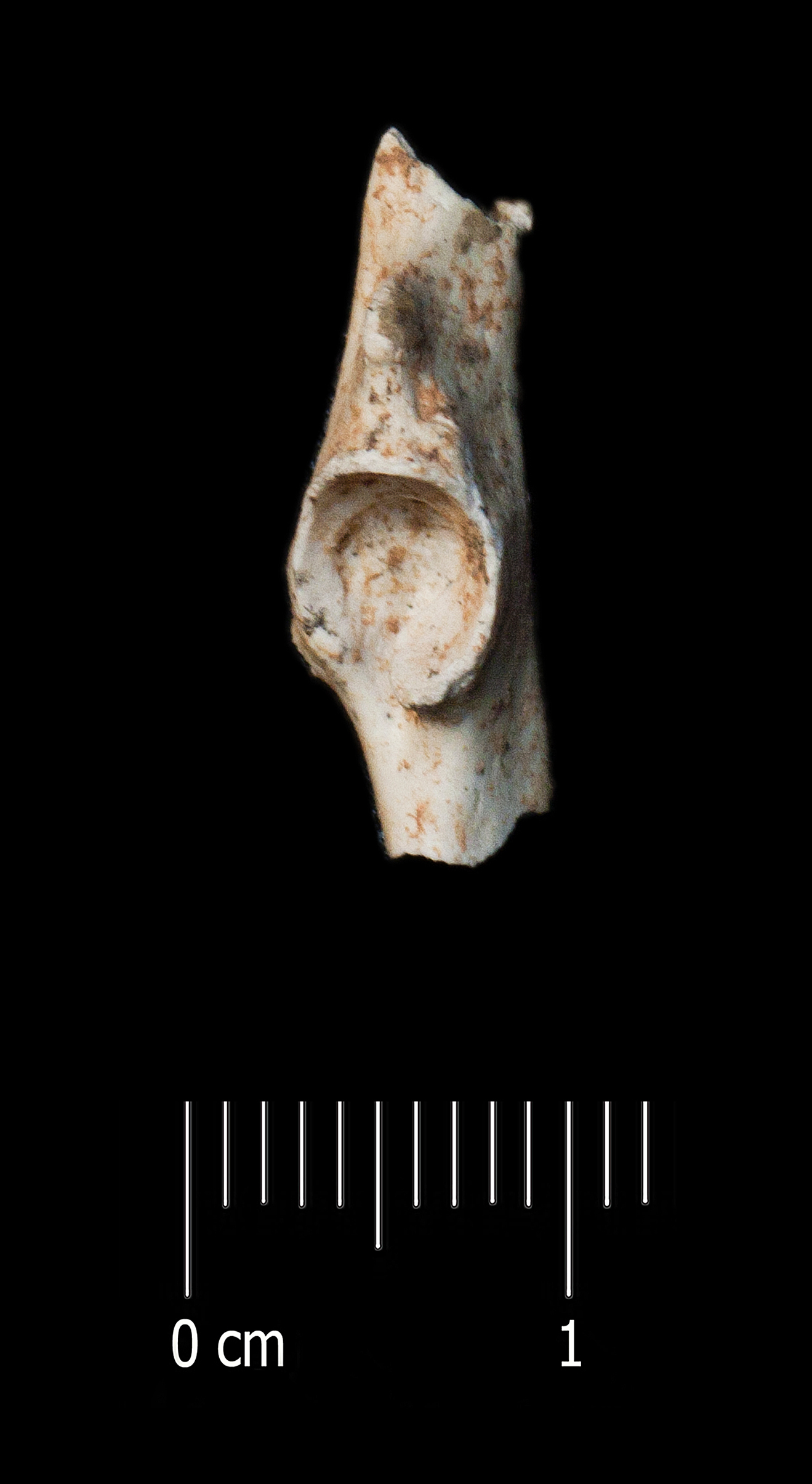 Fossile (bacino, esemplare)