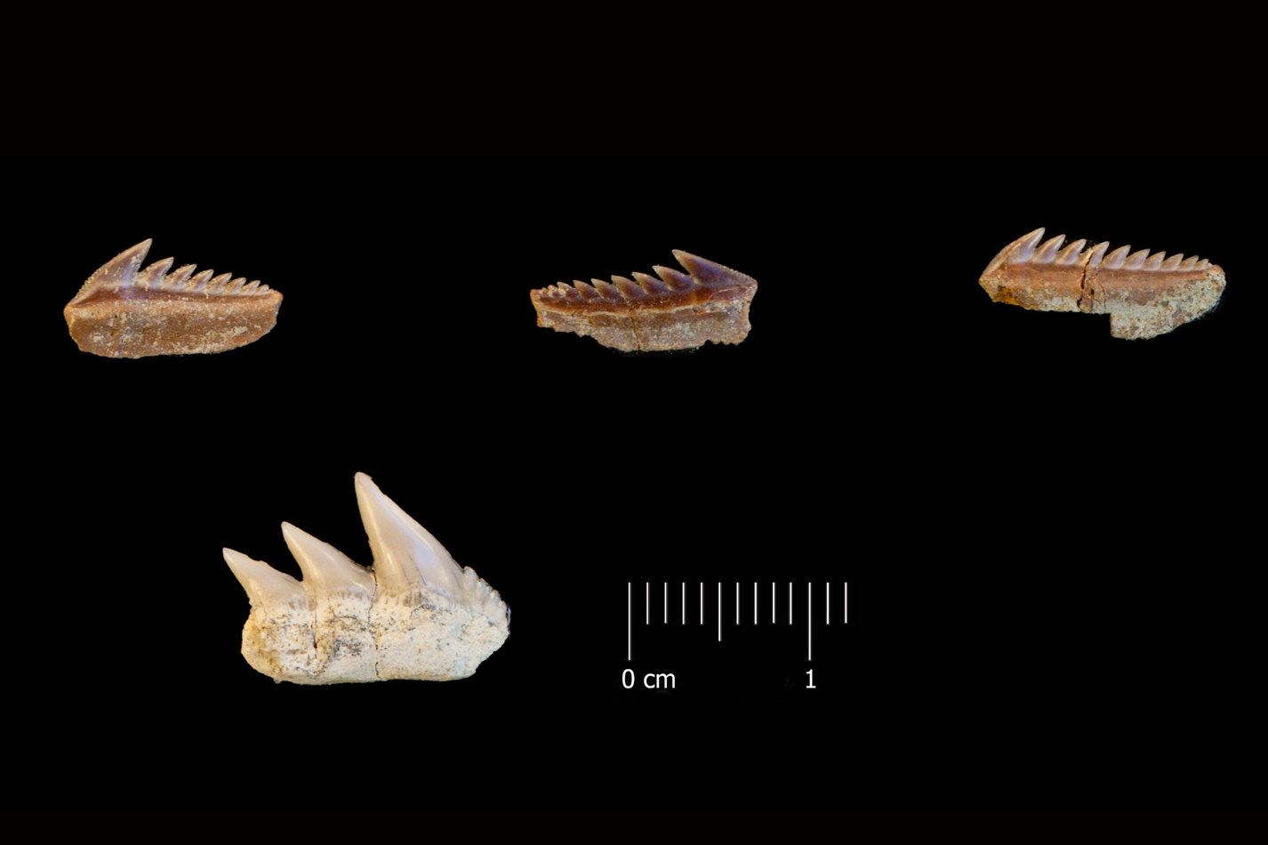 Fossile (denti di squalo, serie)
