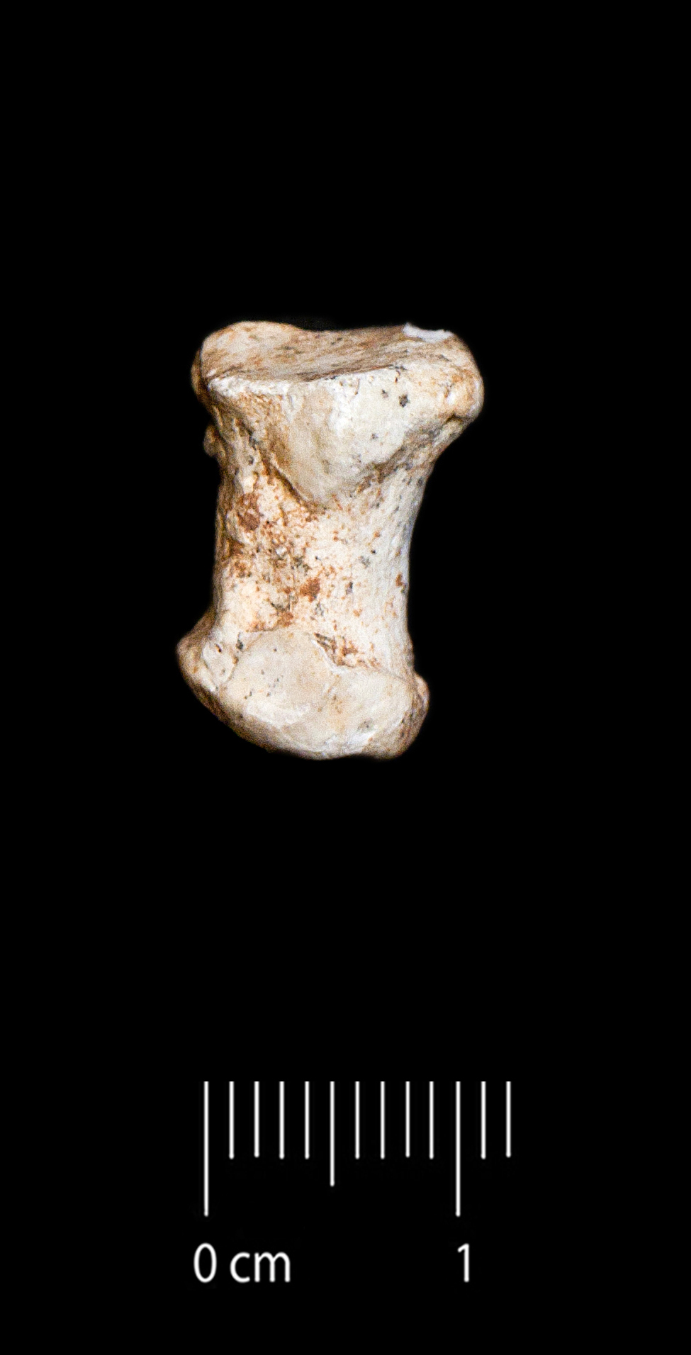 Fossile (falange, esemplare)