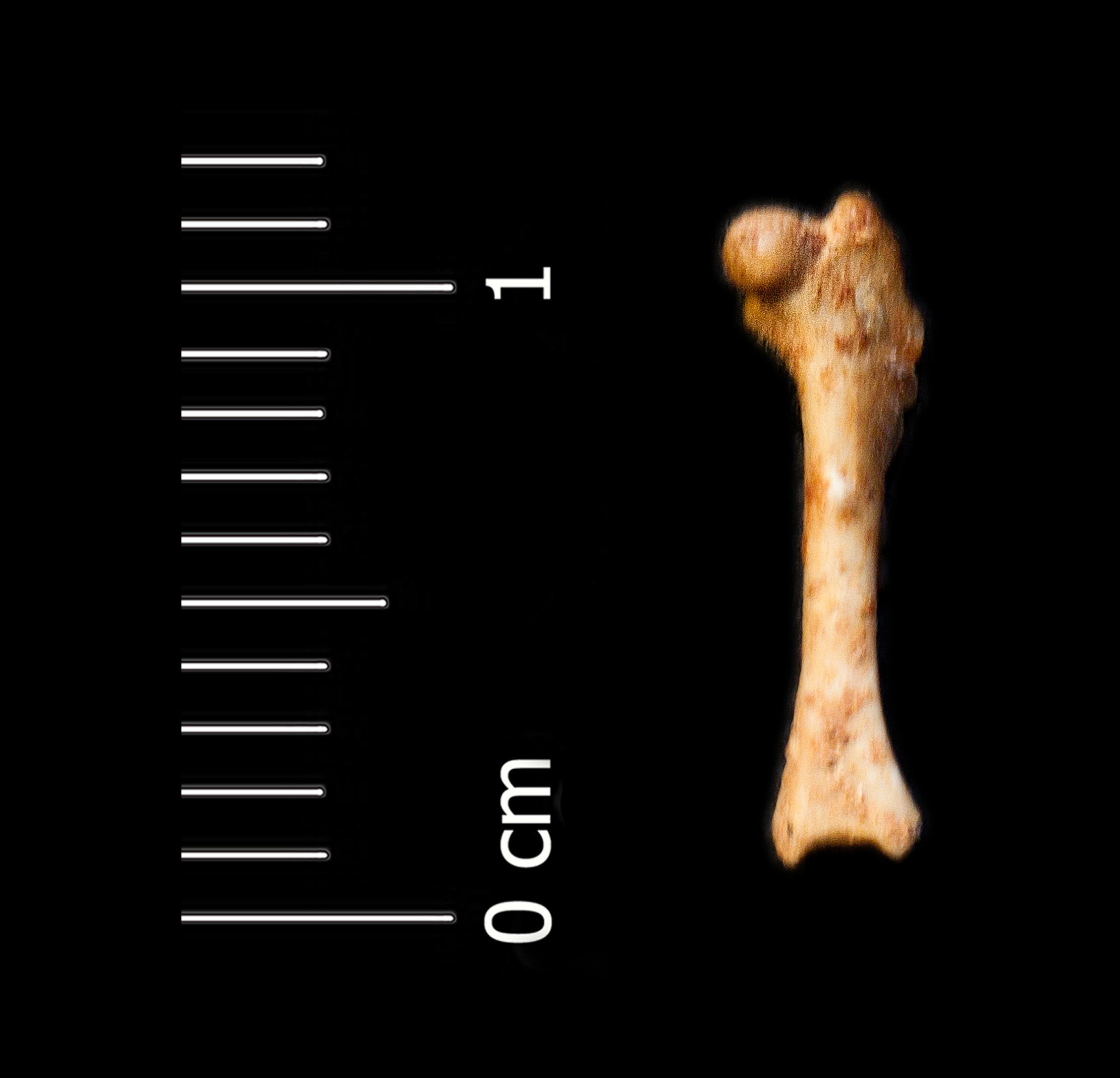 Fossile (femore, esemplare)