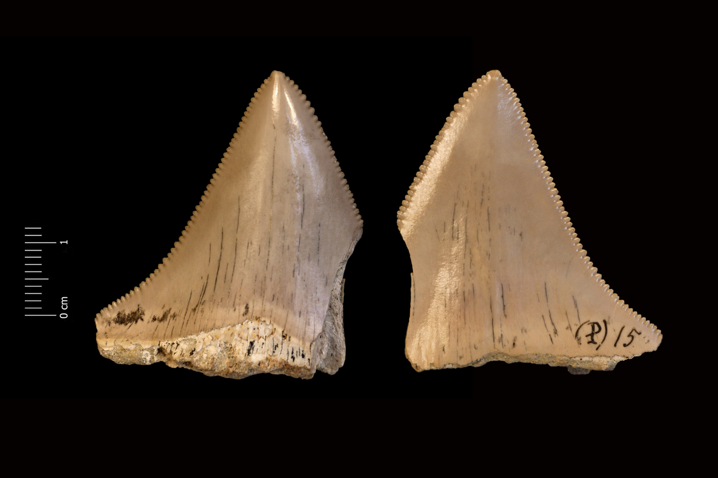 Fossile (dente di squalo, esemplare)