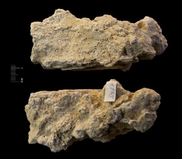 Fossile (frammento osseo in roccia, esemplare)
