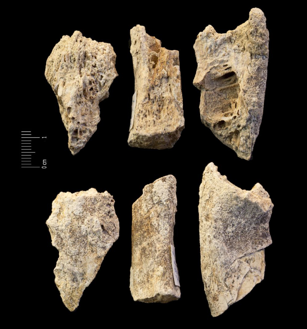 Fossile (frammenti di ossa, serie)