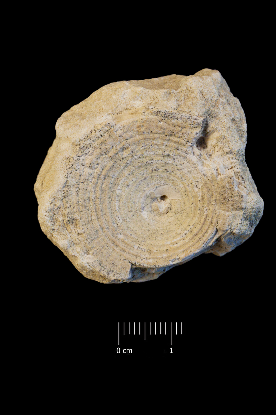 Fossile (vertebra di squalo, esemplare)