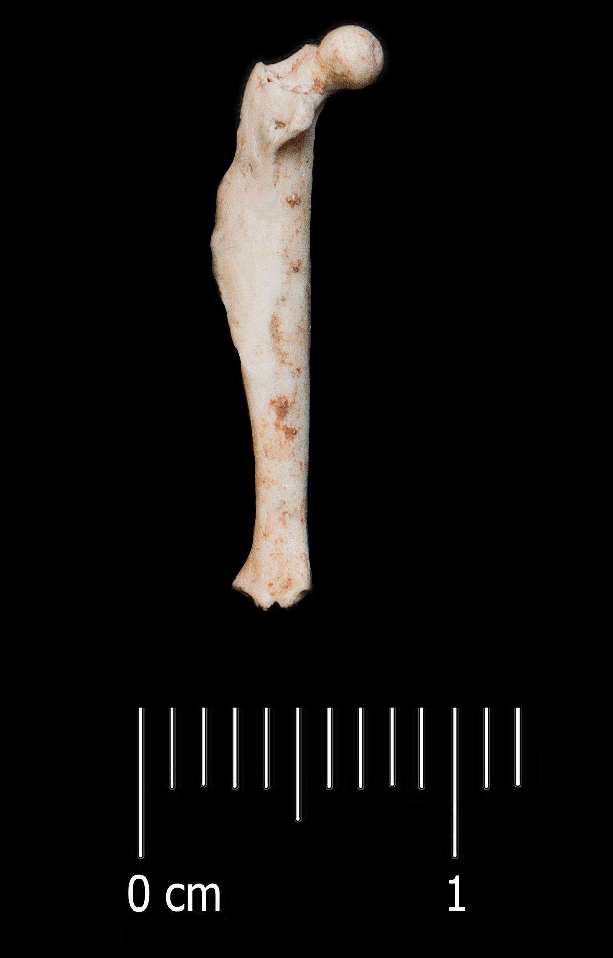 Fossile (femore, esemplare)