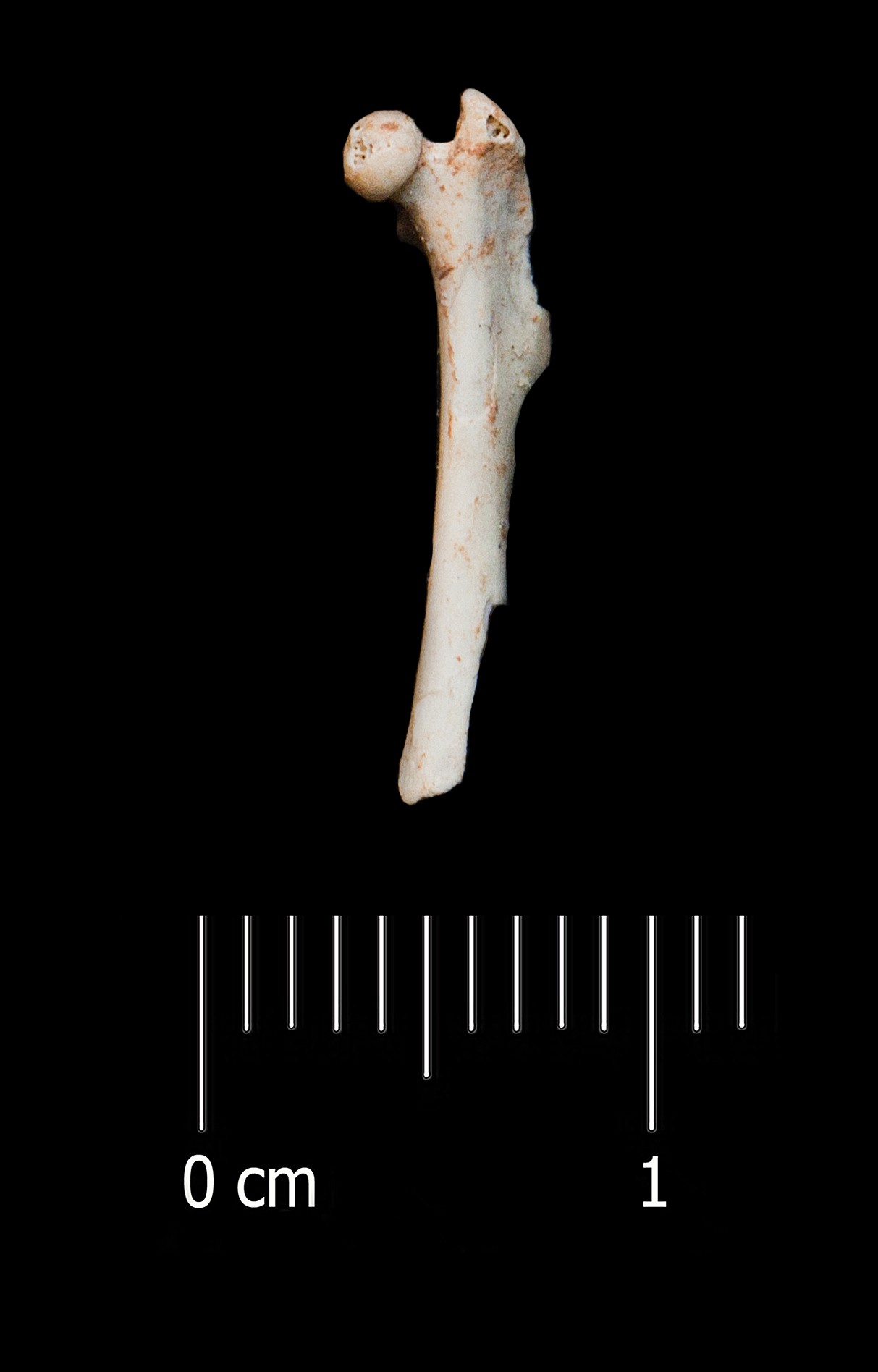 Fossile (femore, esemplare)