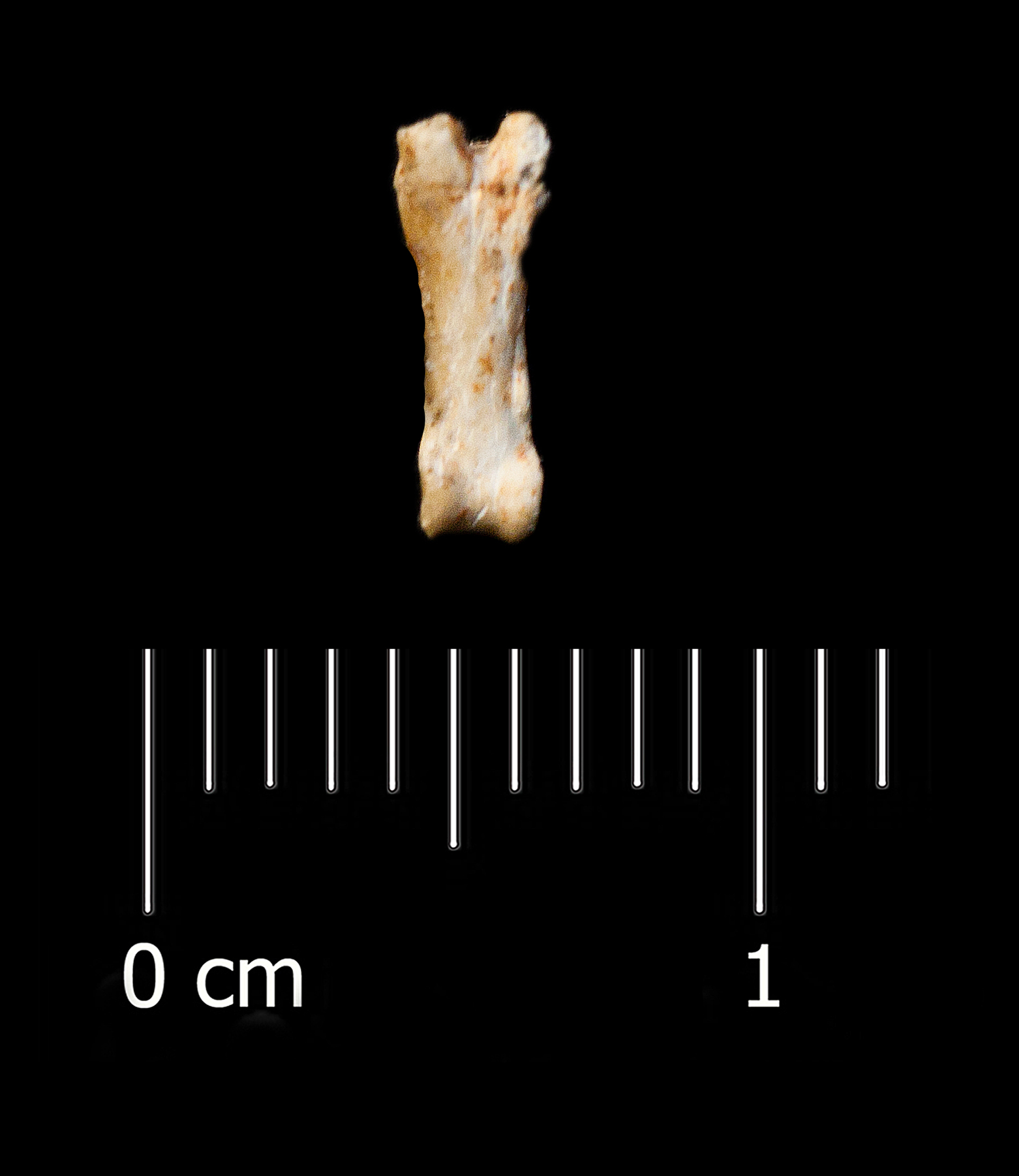 Fossile (falange, esemplare)