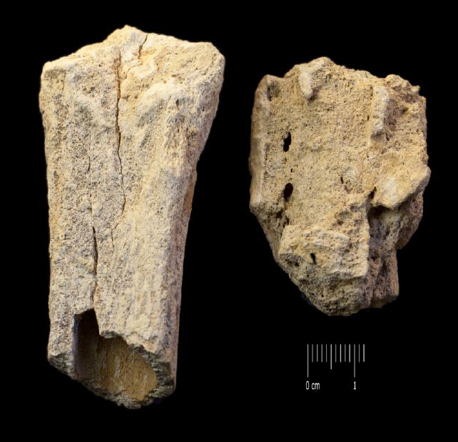 Fossile (frammenti ossei, serie)