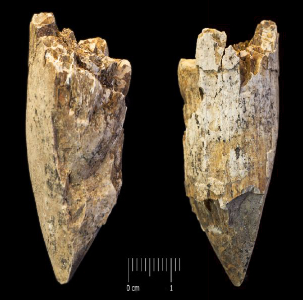 Fossile (incisivo di ippopotamo nano, esemplare)