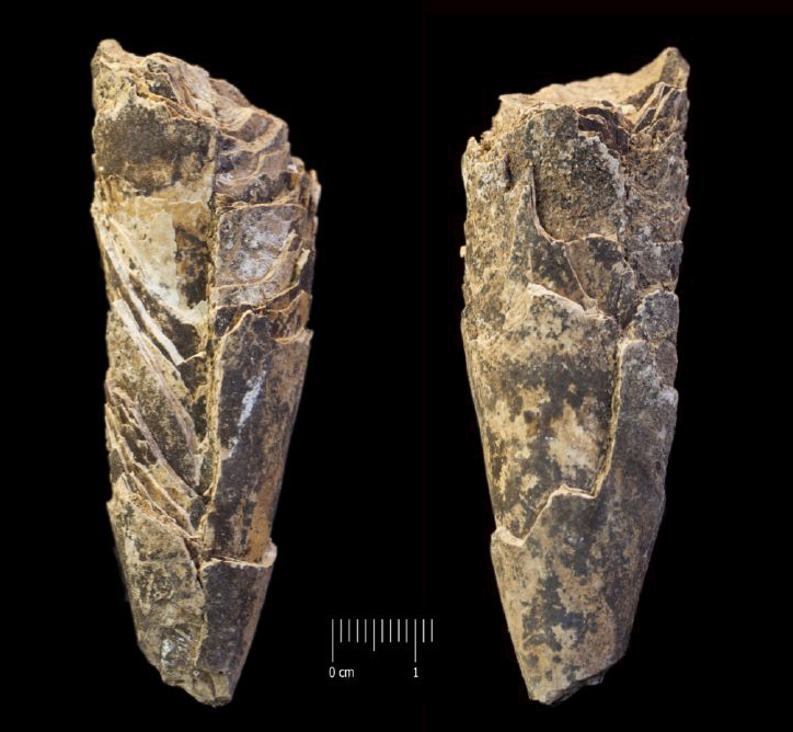 Fossile (incisivo di ippopotamo nano, esemplare)