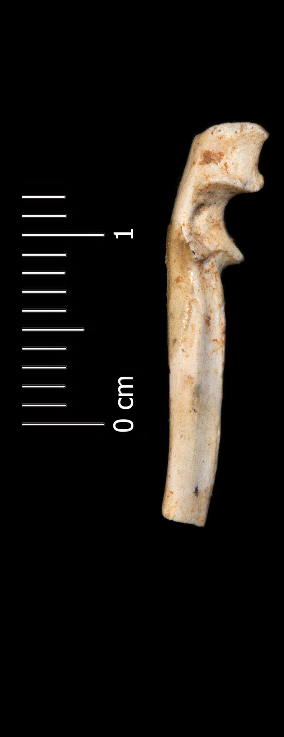 Fossile (ulna, esemplare)
