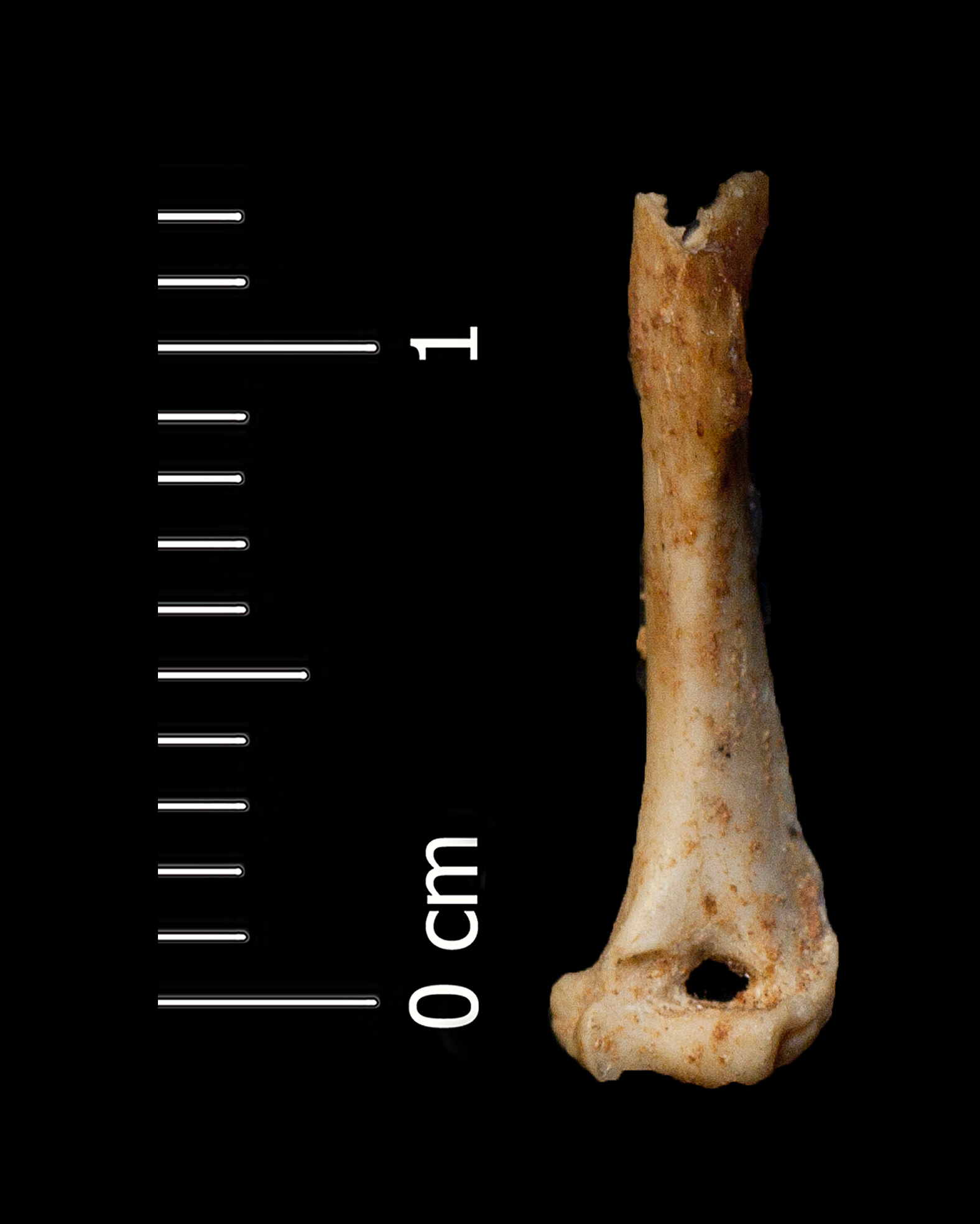 Fossile (omero, esemplare)