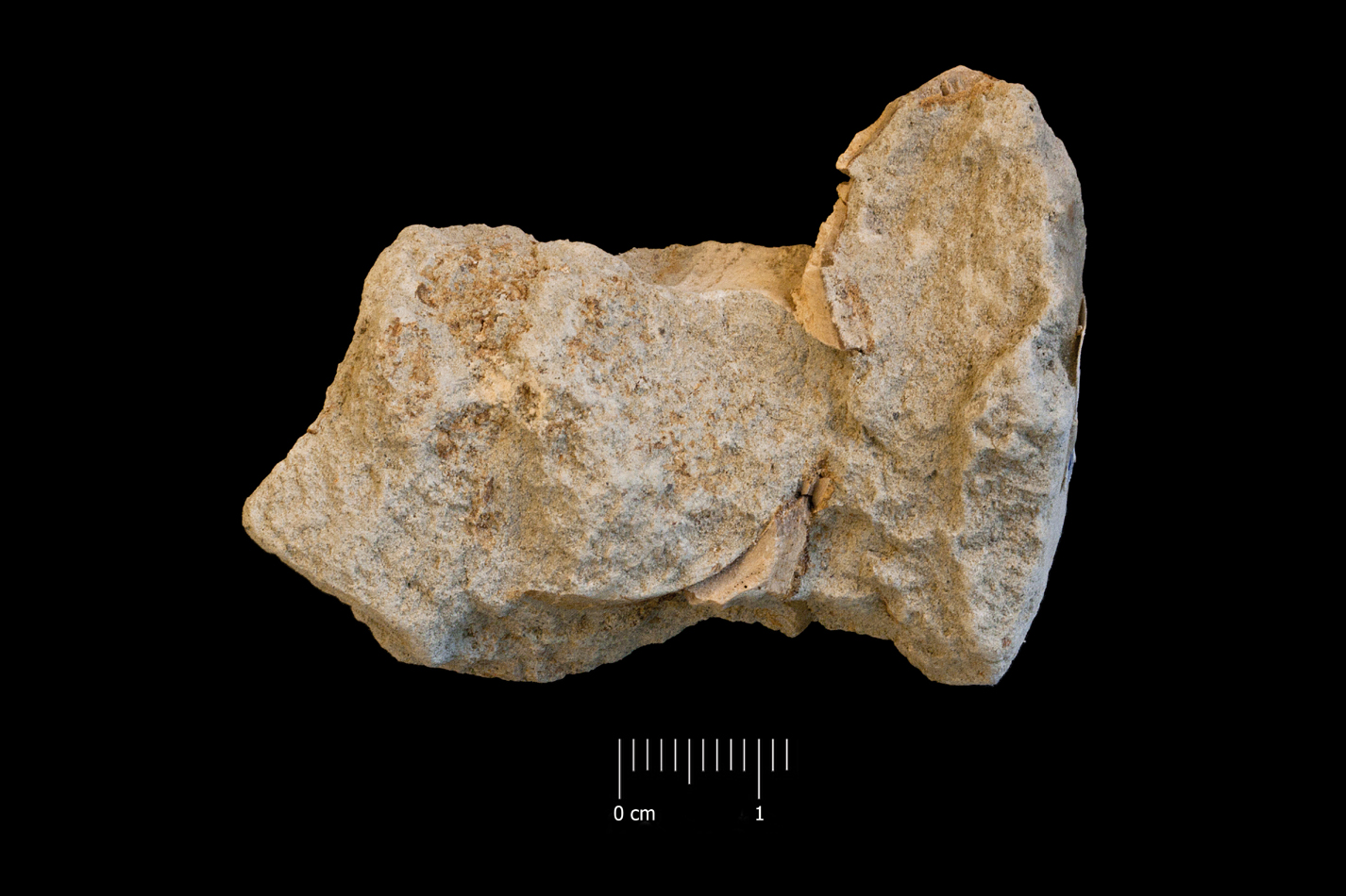 Fossile (frammento di vertebre, esemplare)