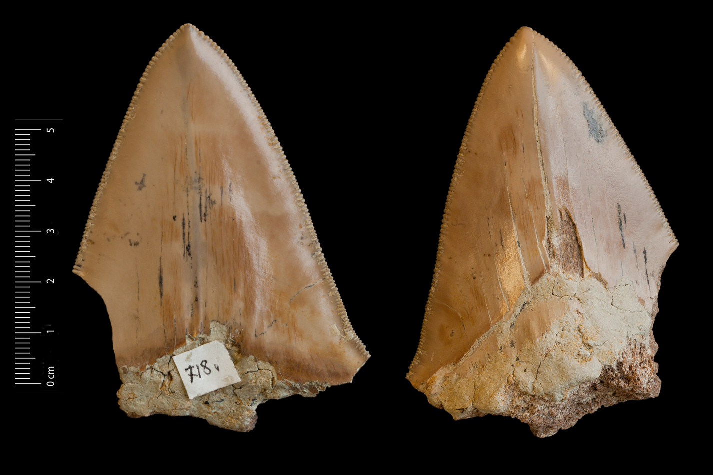 Fossile (denti di squalo, esemplare)