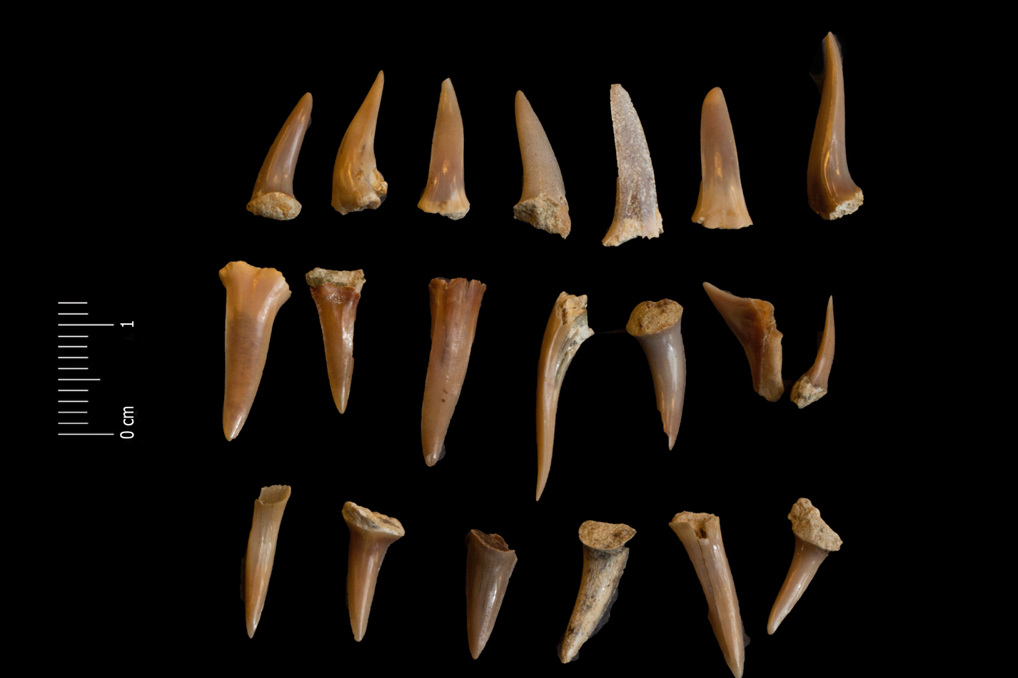 Fossile (denti di squalo, serie)