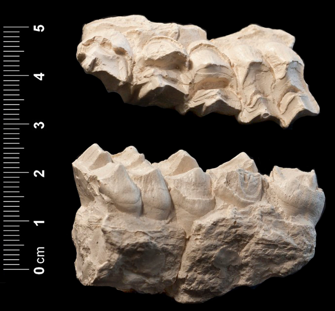 Replica (modello) (frammento di mascellare destro, esemplare)