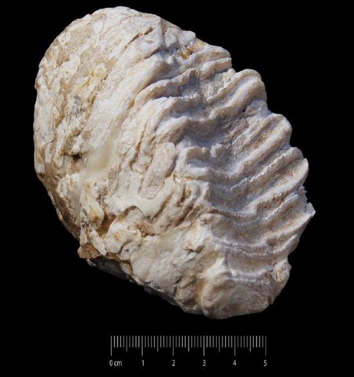 Fossile (molare, esemplare)