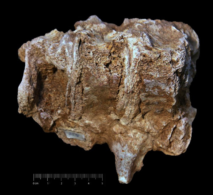 Fossile (vertebre toraciche in connessione anatomica, esemplare)