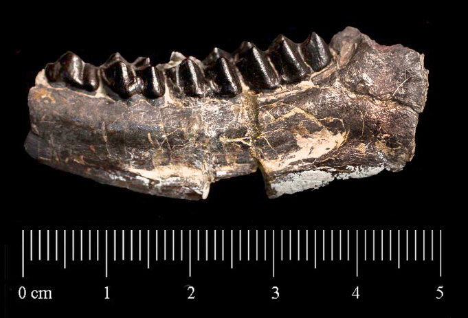 Fossile (frammento di mandibola e resti indeterminati, esemplare)