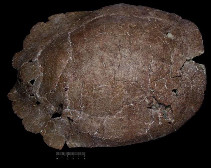 Fossile (carapace di testuggine, esemplare)