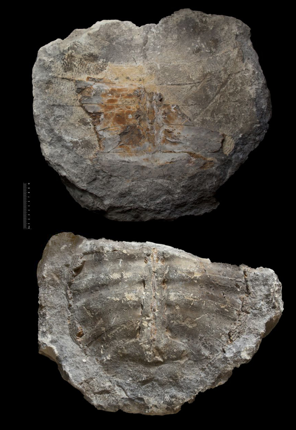 Fossile (carapace di testuggine (modello interno ed esterno), esemplare)