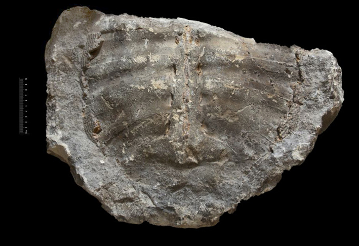 Fossile (carapace di testuggine (modello interno), esemplare)