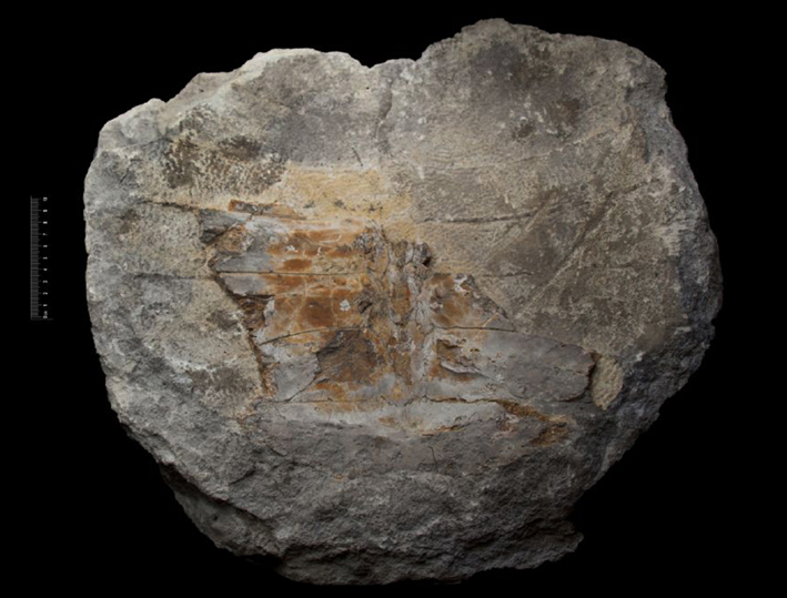 Fossile (carapace di testuggine (modello esterno), esemplare)