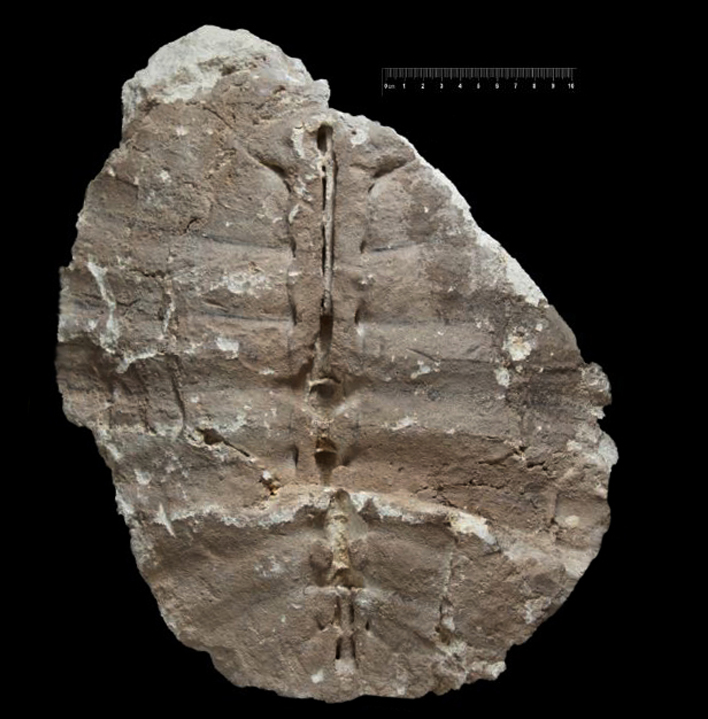 Fossile (carapace di testuggine (modello interno), esemplare)