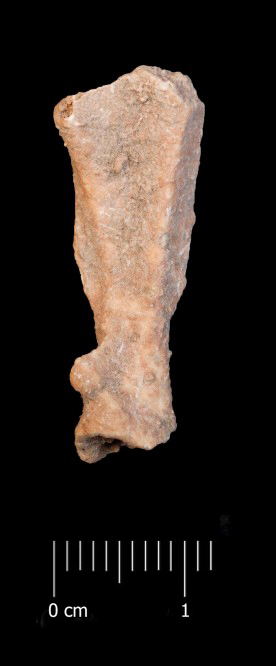 Fossile (ilio sinistro, esemplare)