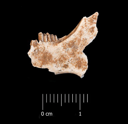 Fossile (mandibola sinistra, esemplare)