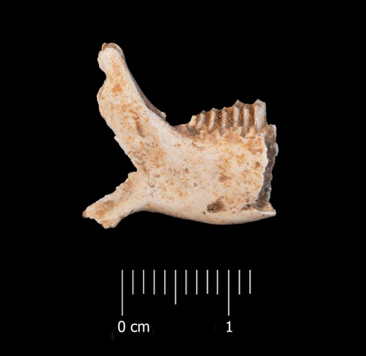 Fossile (mandibola destra, esemplare)