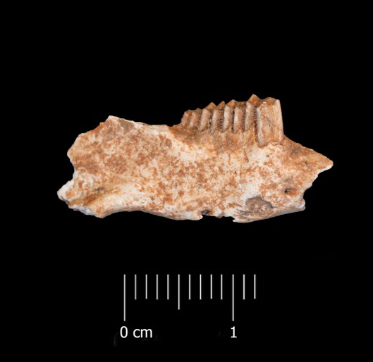 Fossile (mandibola destra, esemplare)