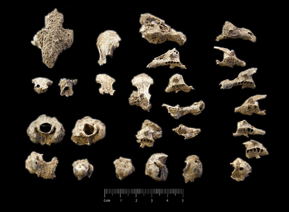 Fossile (frammenti di cranio, serie)