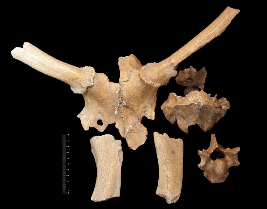 Fossile (cranio, frammenti di corna e vertebra toracica, esemplare)