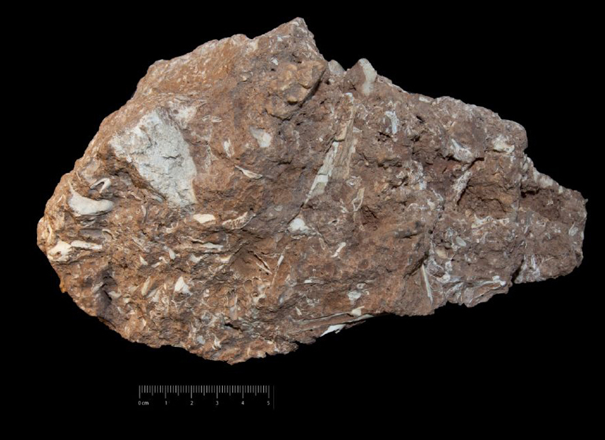 Fossile (breccia ossifera, associazione fossile)