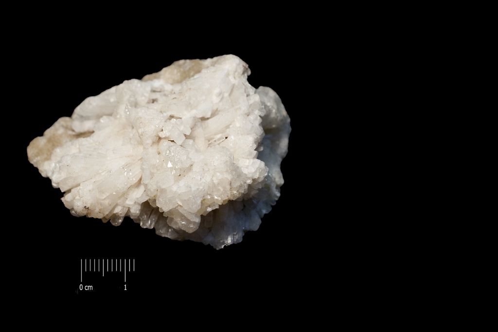 Celestina (esemplare)